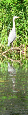 A heron by the pond in the arboretum